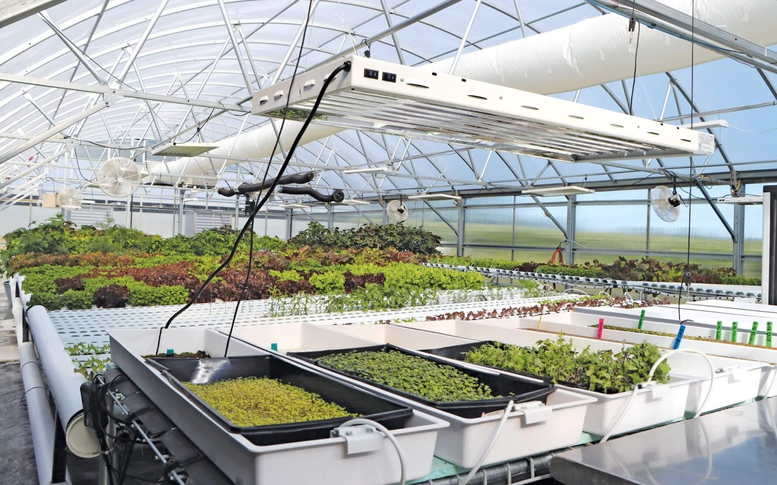 Hydroponic Grow Systems