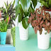  The best indoor and outside plants for summer, as per professionals