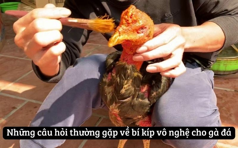 Những câu hỏi thường gặp về bí kíp vô nghệ cho gà đá