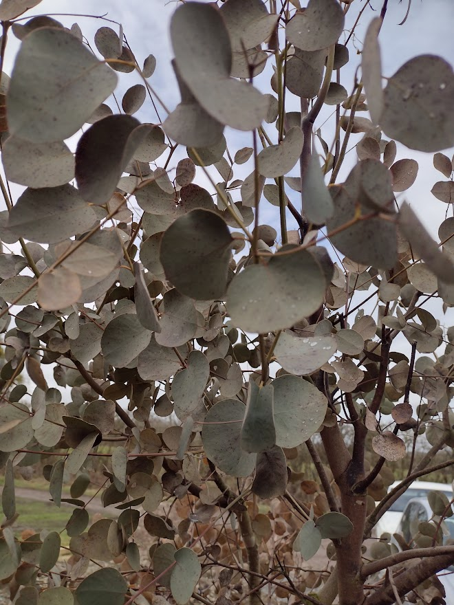 Why are my eucalyptus leaves turning brown