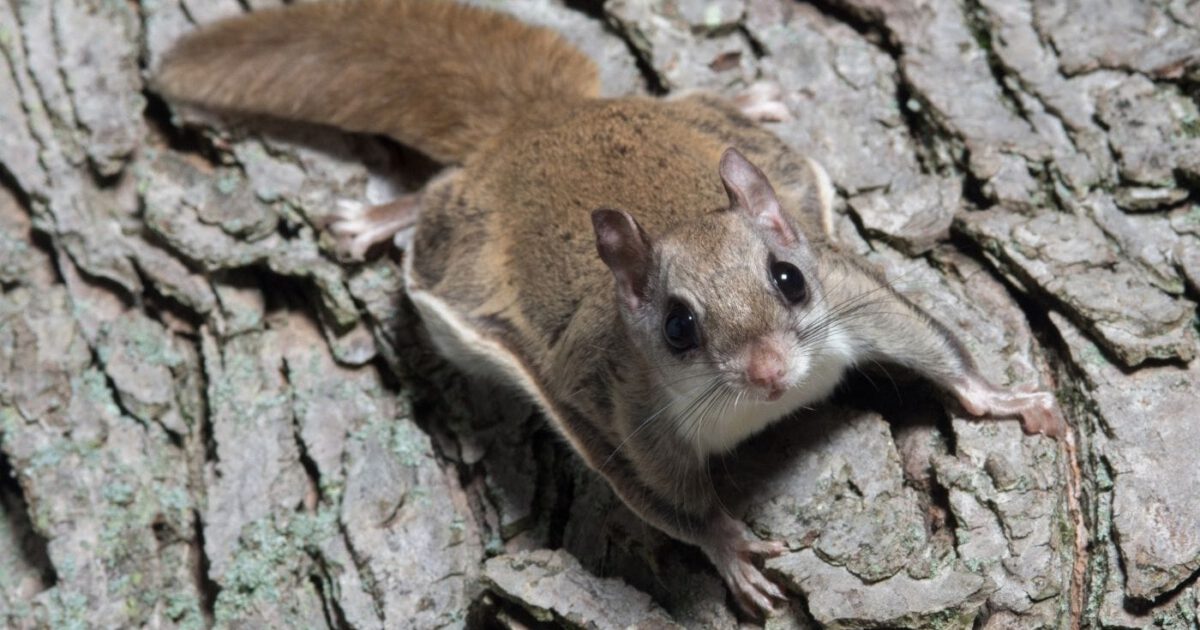 Flying Squirrels In NH