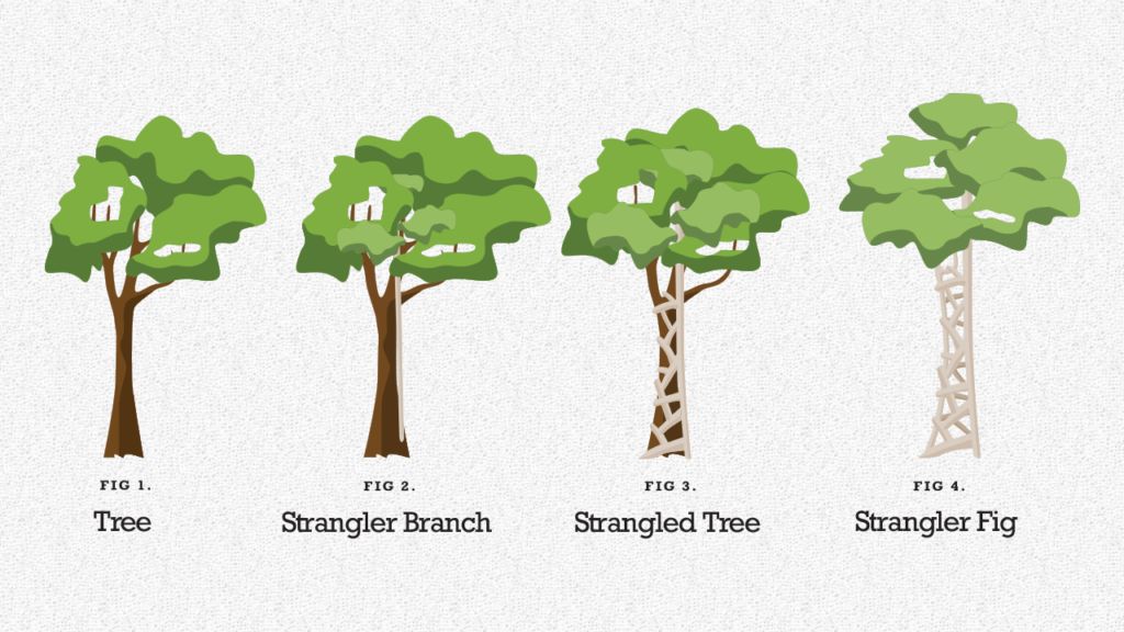 A graphic to illustrate the strangler pattern showing four trees, including a strangler fig which has entirely replaced the original tree.