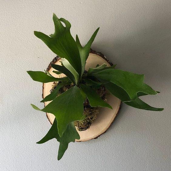 Overview of Staghorn Ferns