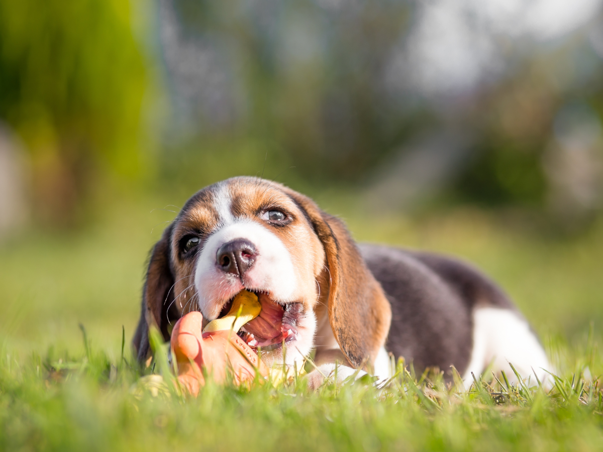Puppy chewing toy outside in grass