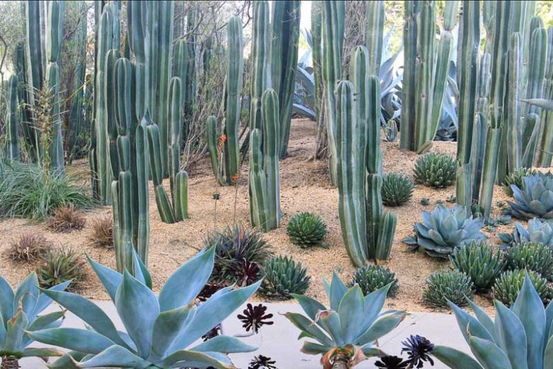 Mexican Fence Post (Pachycereus marginatus)