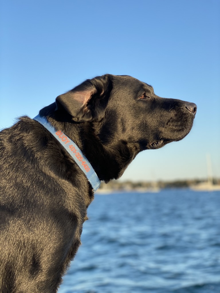 A black lab dog with the ocean in the background.