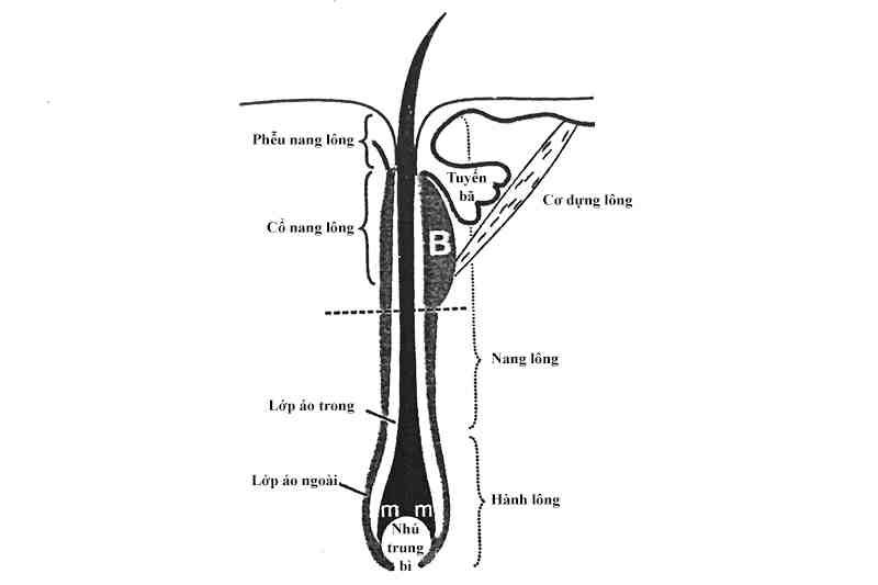 cấu tạo viên nang lông