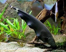Do You Have Ever Seen Black Ghost Knife Fish?
