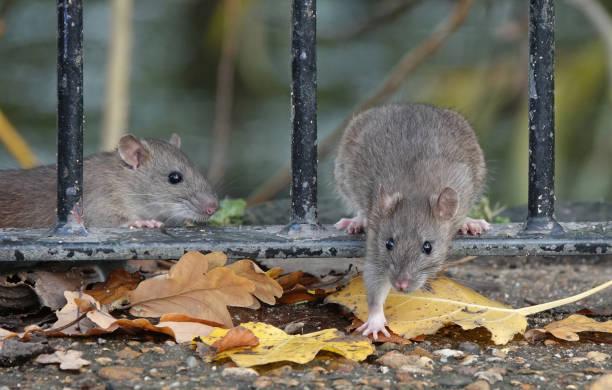 #Protect your home against unwanted rodent invasions