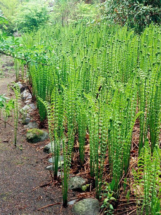 Ostrich Fern