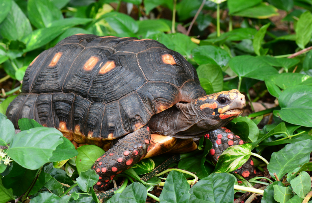 What Do Red-Footed Tortoises Eat