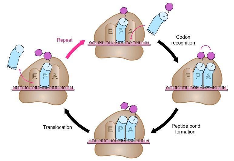 translation elongation