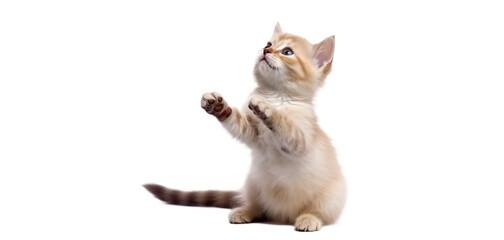 A kitten with its paws up

Description automatically generated