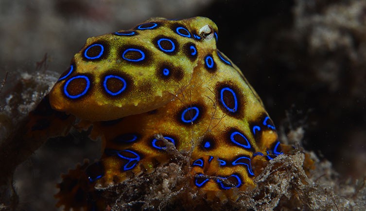 A greater blue-ringed octopus
