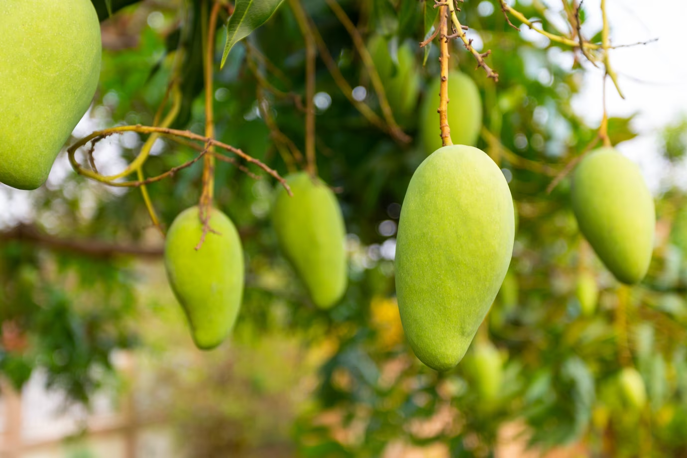 Curiosità sulla guava