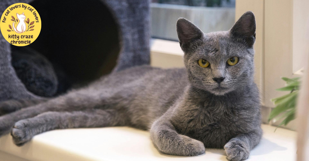 Russian Blue