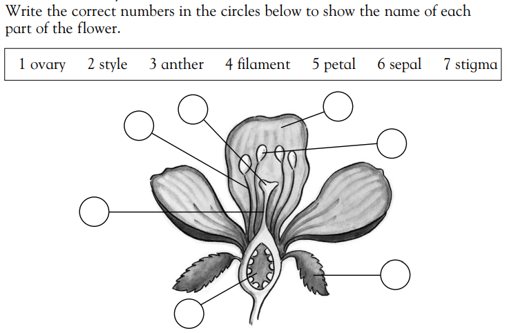 MISA Test Question Grade 5