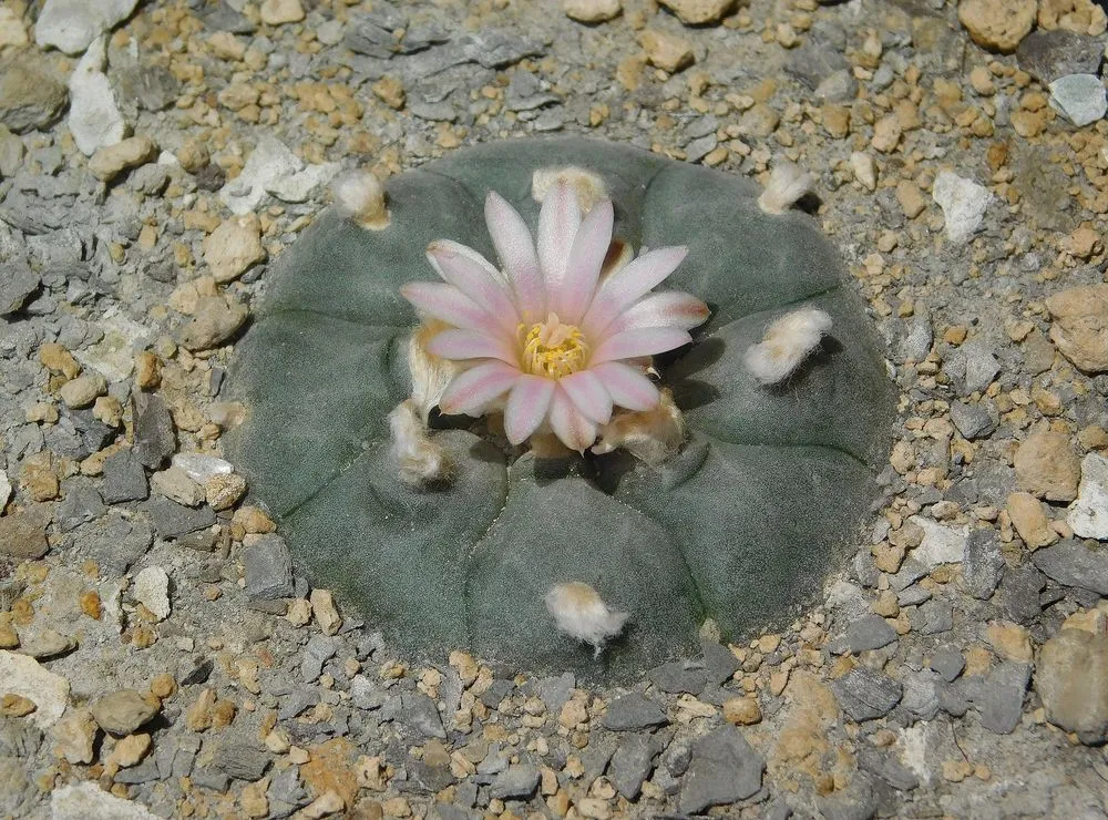 Peyote (Lophophora Williamsii)