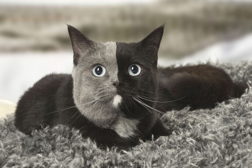 Chú mèo nổi tiếng khắp thế giới nhờ hai màu mặt hiếm có - 4
