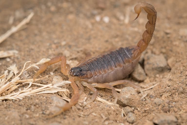 Indian Red Scorpion Facts