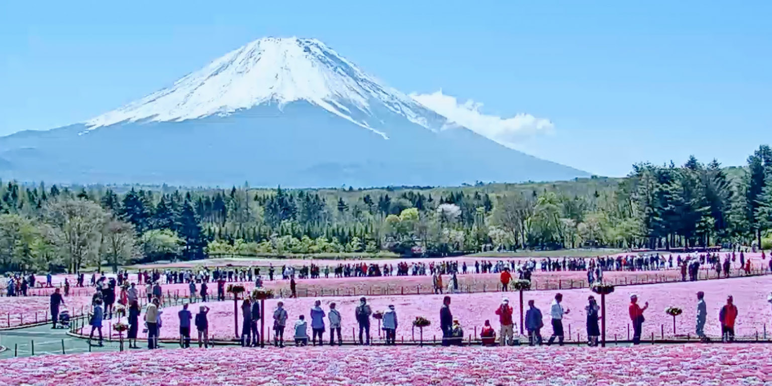 富士芝桜まつり ライブ配信の様子