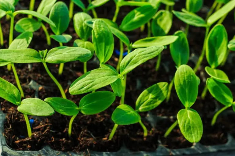 Keep the soil moist.