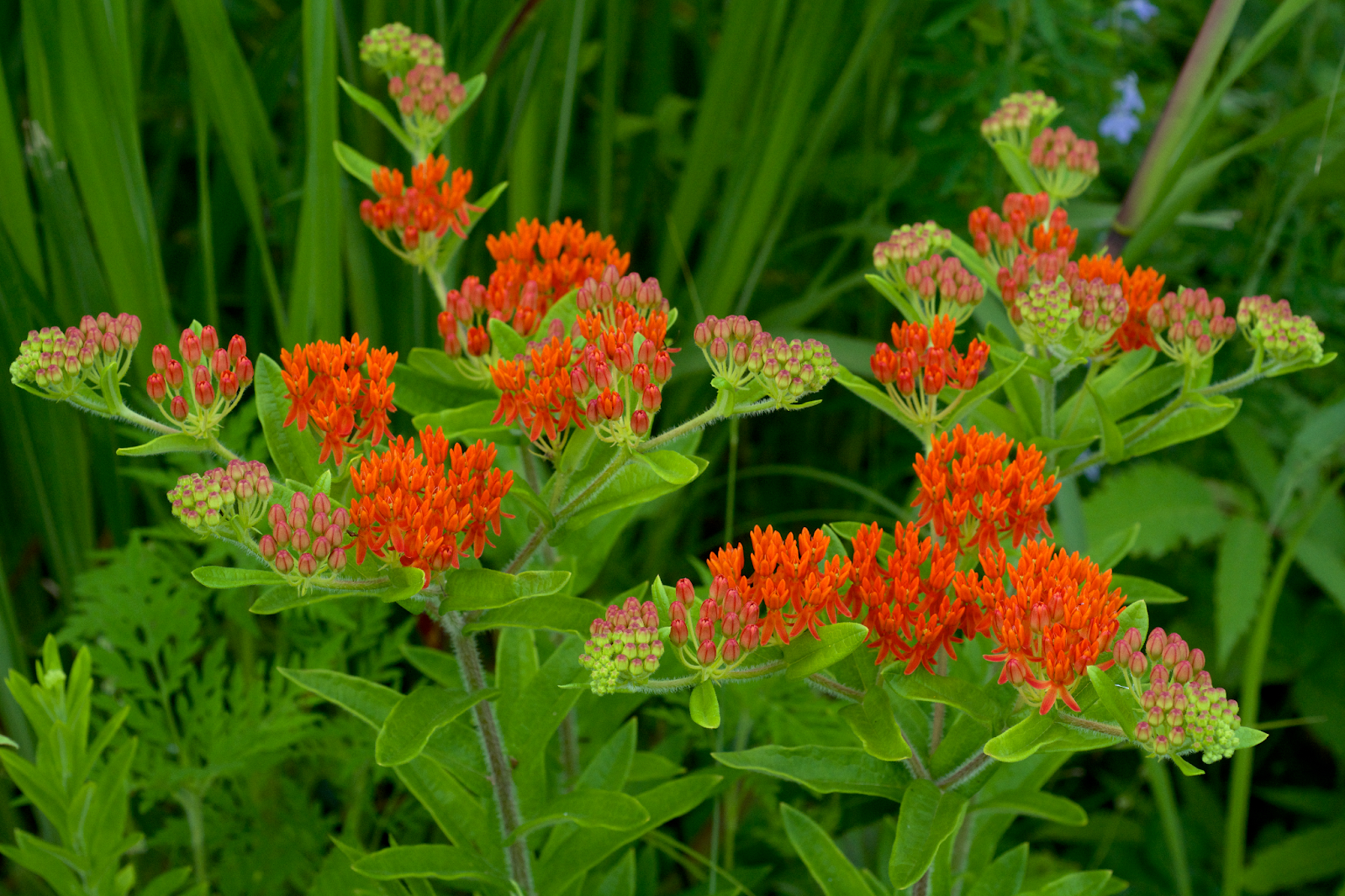 Butterfly Weed (Asclepias tuberosa)