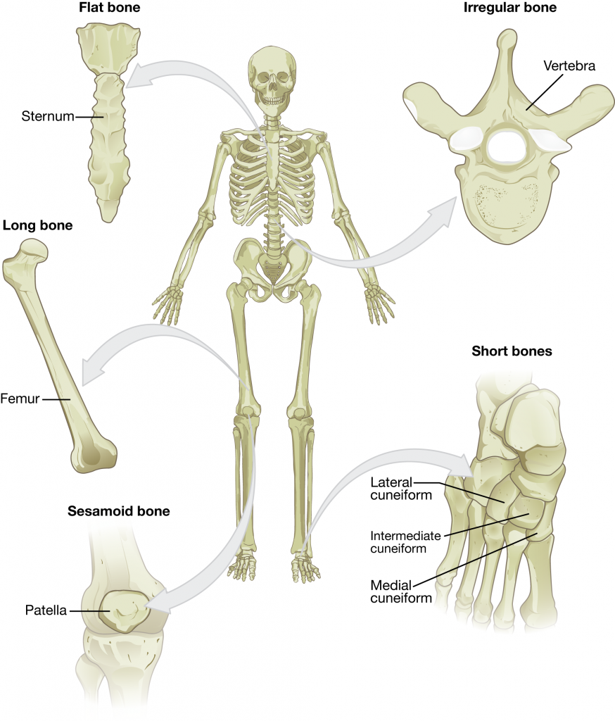 Types of Bones in the Human Body