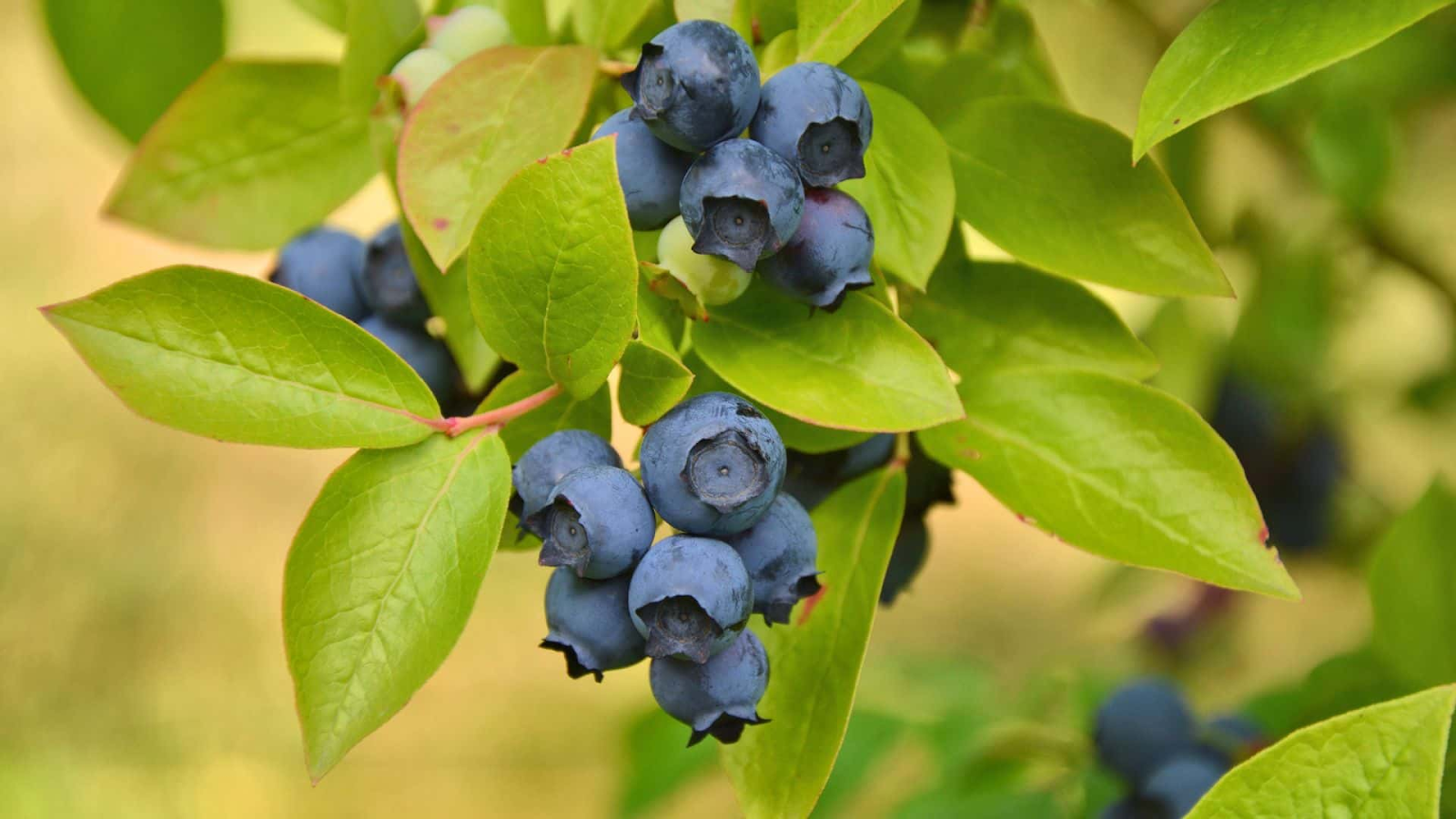 Do blueberry bushes produce fruit every year