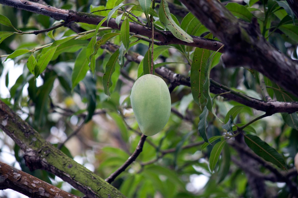 The Significance of Eating Mangoes in Dreams