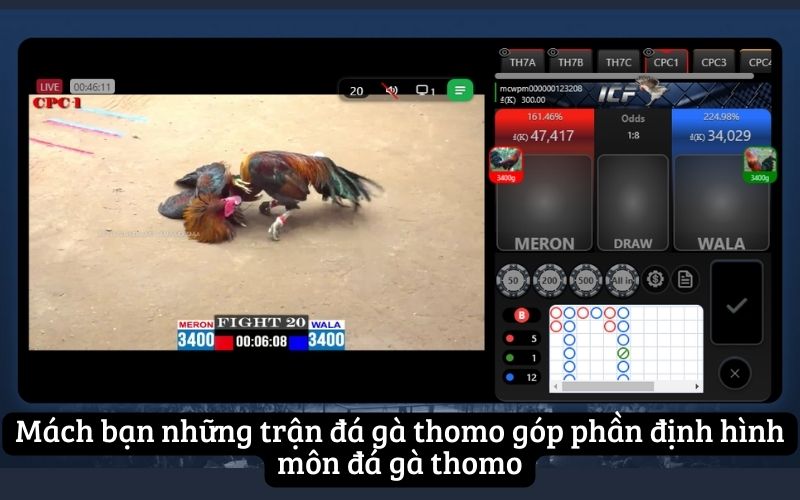 Mách bạn những trận đá gà thomo góp phần định hình môn đá gà thomo