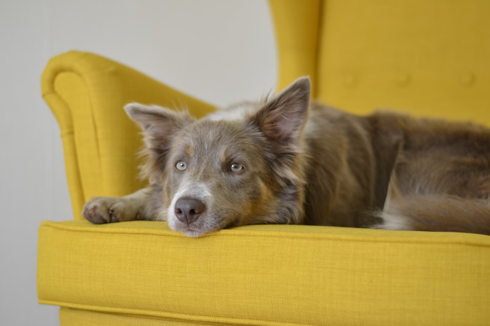 Prevent Damage to Your Home and Furnishings When Having a Dog
