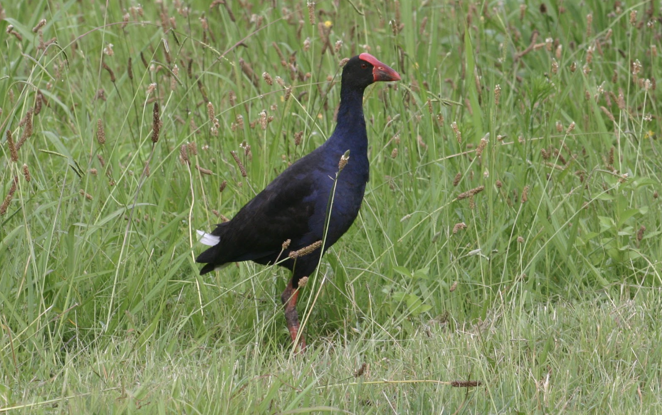 swamp hen