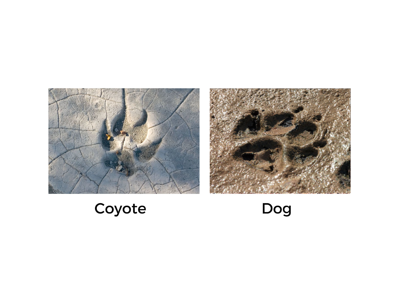 Comparison of a coyote print and a dog print.