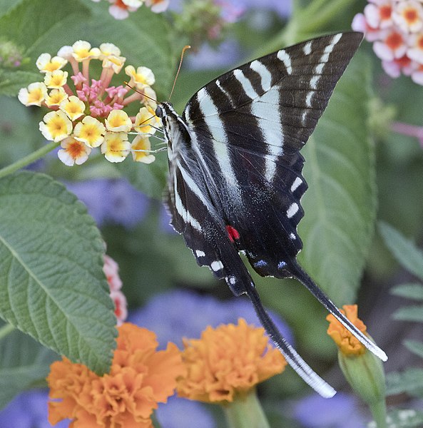 File:Zebra swallowtail butterfly - Colonial Williamsburg garden Virginia (35321824273).jpg