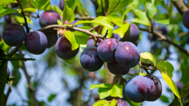 When do dwarf plum trees produce fruit