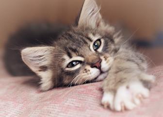 A cat lying on a pink surface

Description automatically generated