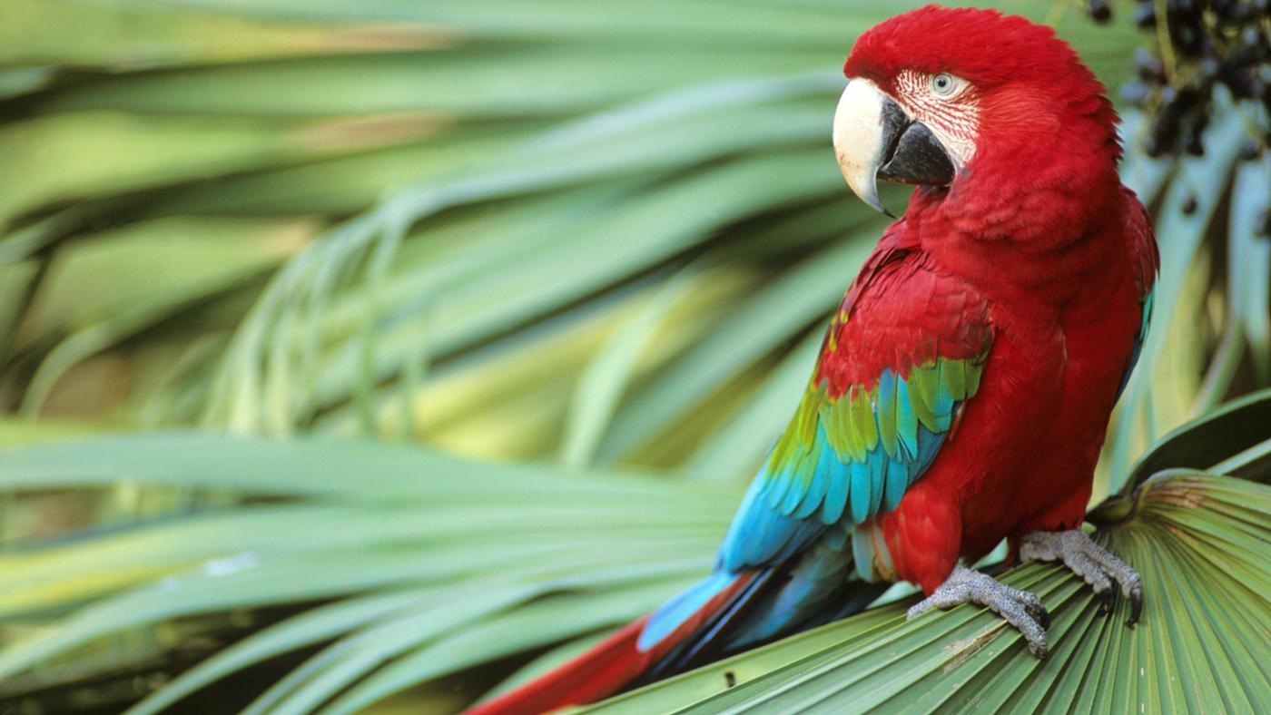 Small Red Parrots