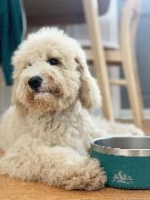 A dog lying on the floor next to a bowl

Description automatically generated