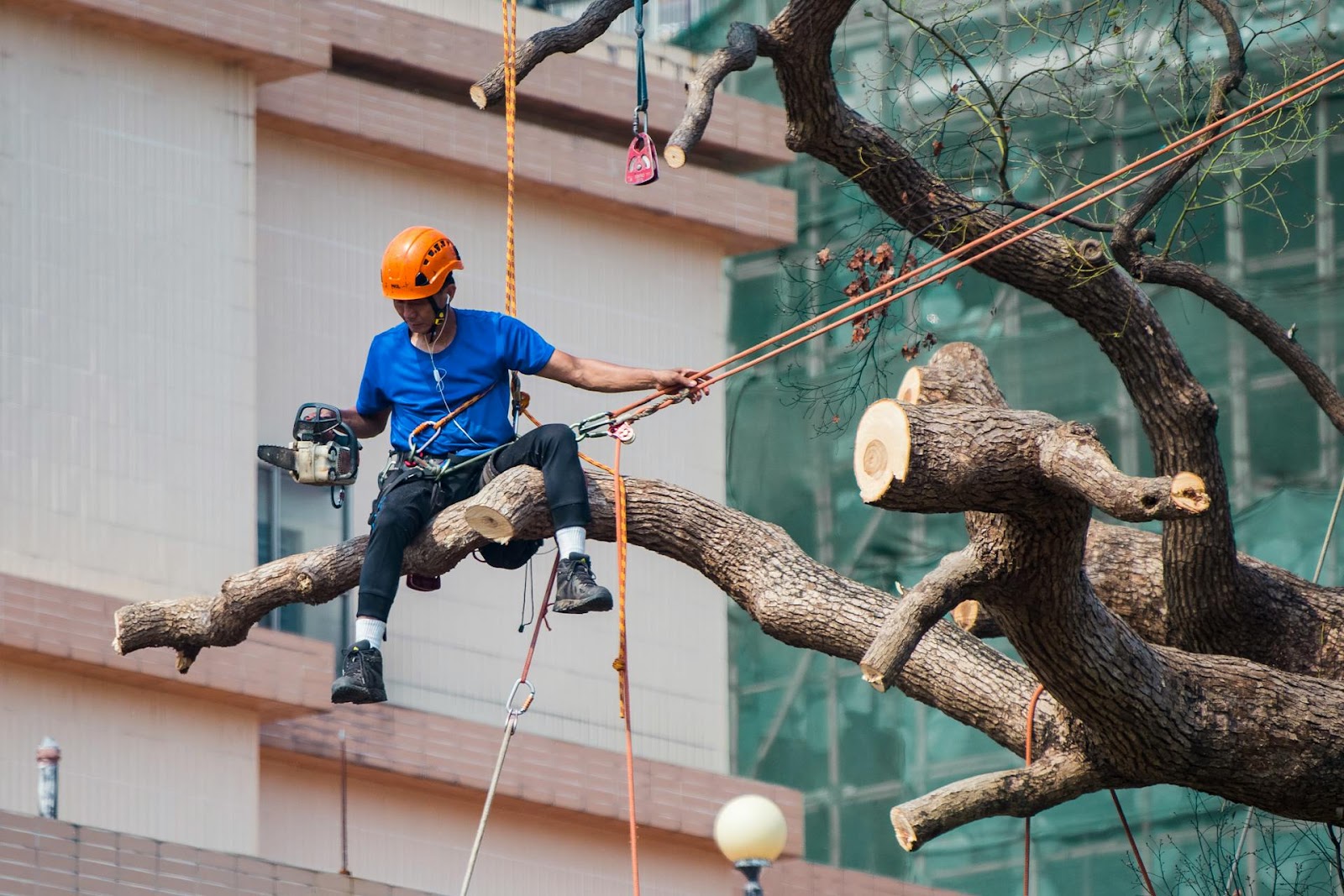a labor worker cutting branches of a tree