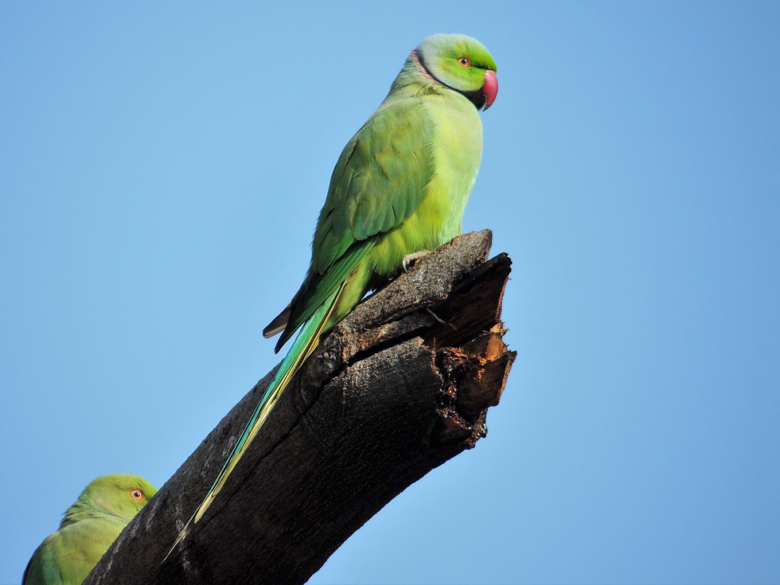 Good Beginner Parrots