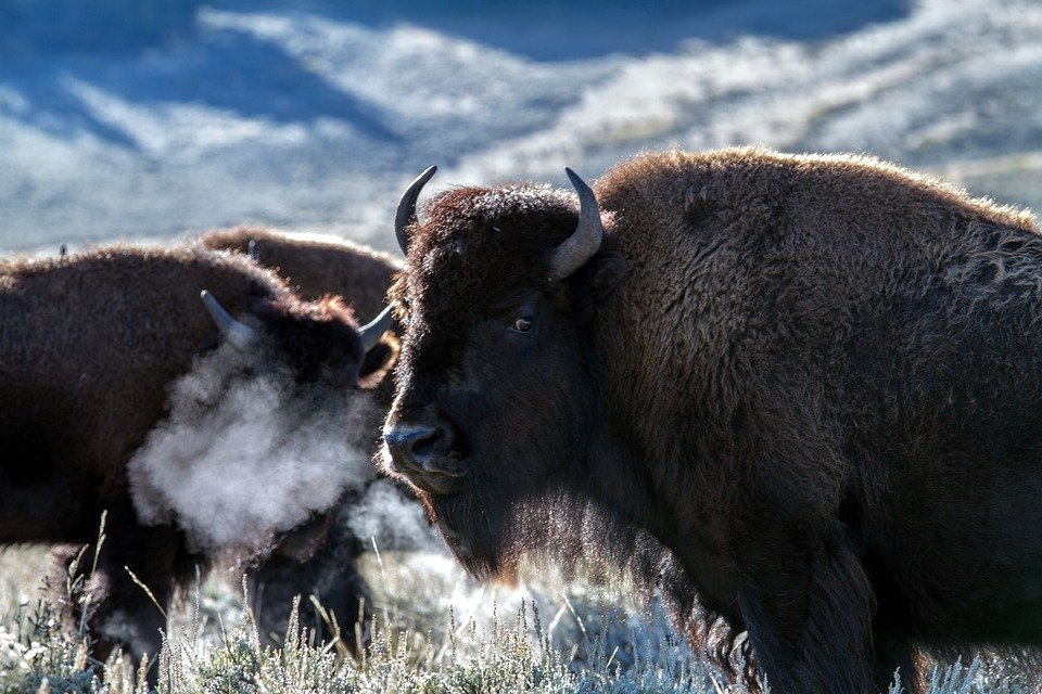 Yellowstone National Park, Wyoming, Usa, Bison