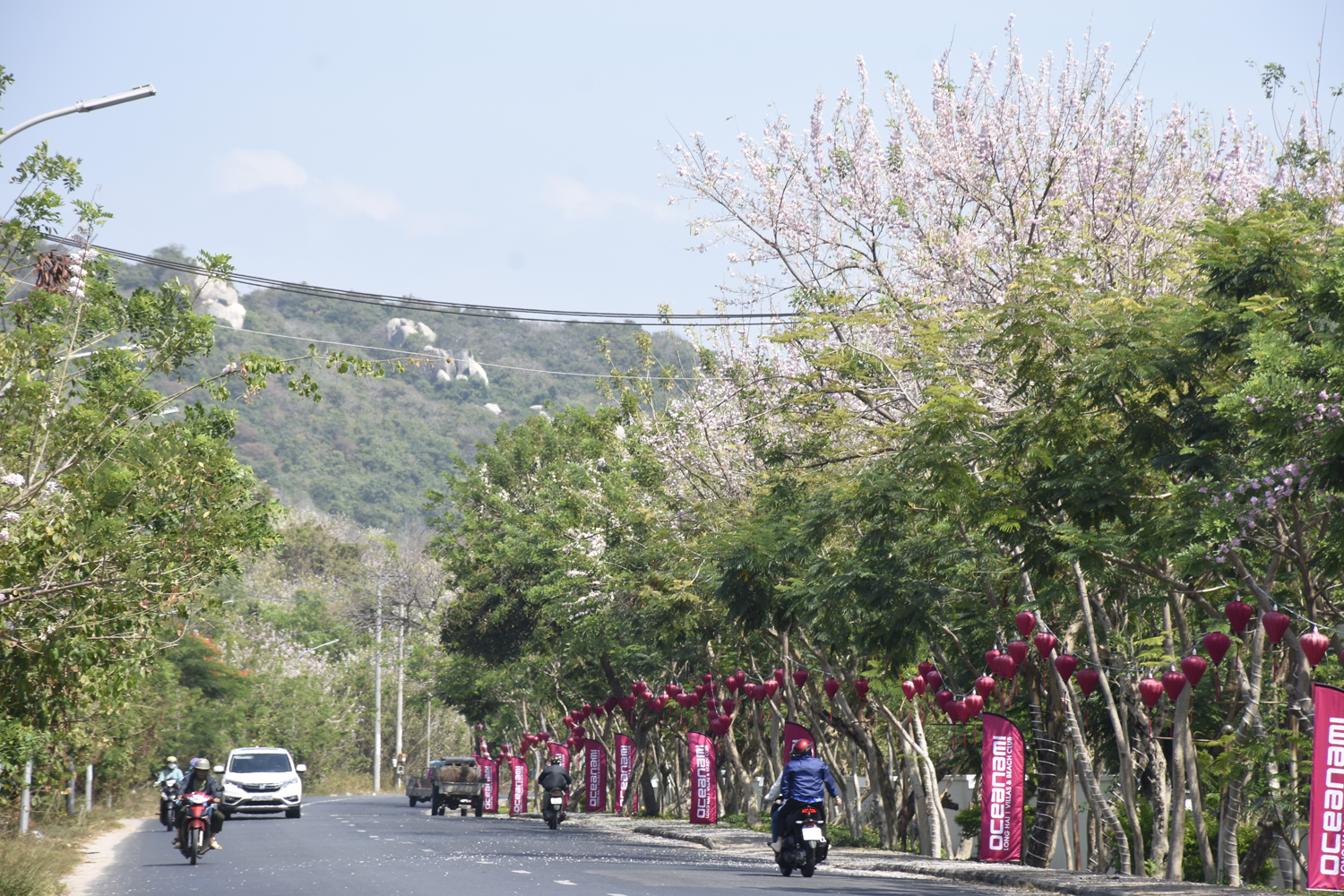 Khắp các con đường ở Vũng Tàu đều ngập tràn hoa mai anh đào