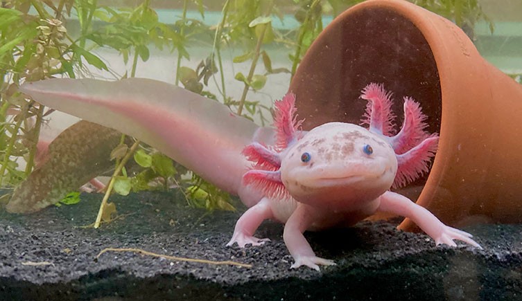 Can Axolotls Live Together