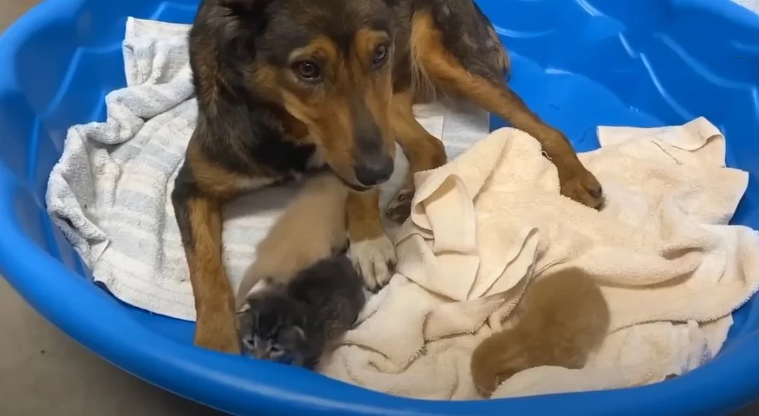 Adorable Journey, Rescued Pup, Meaning, Unwavering Affection, Surrogate Mom, Three Precious Kittens