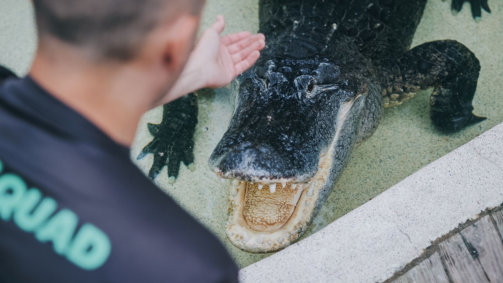 A member of the croc squad feeds a crocodile at Wild florida's Gator Park