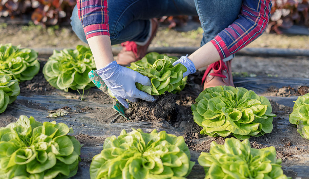 When to Harvest Lettuce