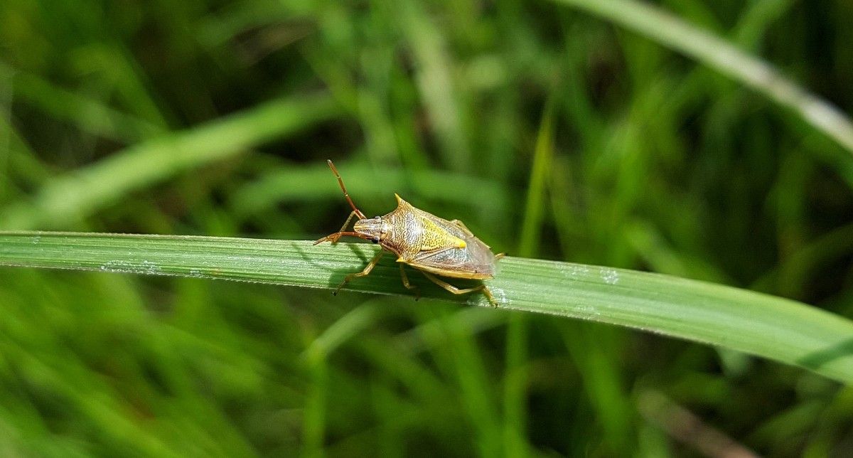 Stink Bug Dream Scenarios and Their Meanings