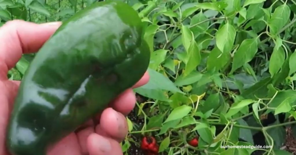 Growing Poblano Peppers