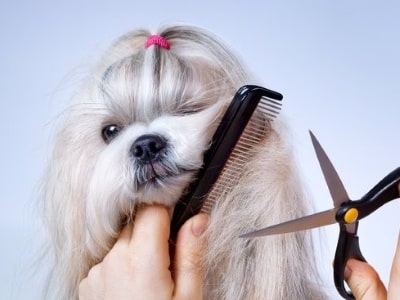 Grooming for dogs 